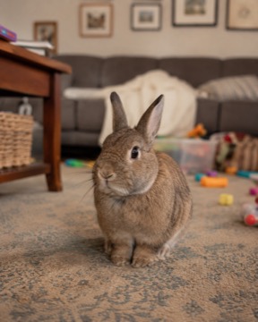 PanPan, le lapin de Margaux